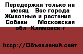 Передержка только на месяц - Все города Животные и растения » Собаки   . Московская обл.,Климовск г.